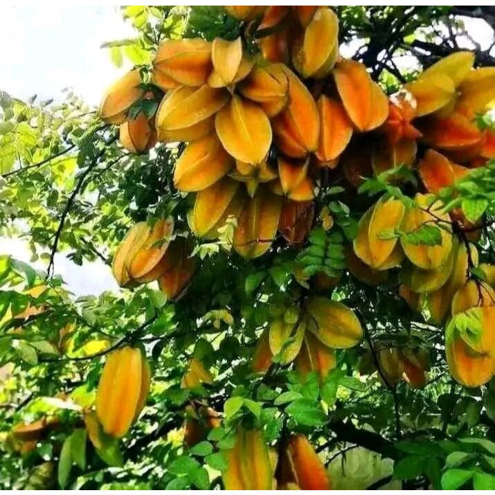 Bibit Belimbing Madu Jumbo segar