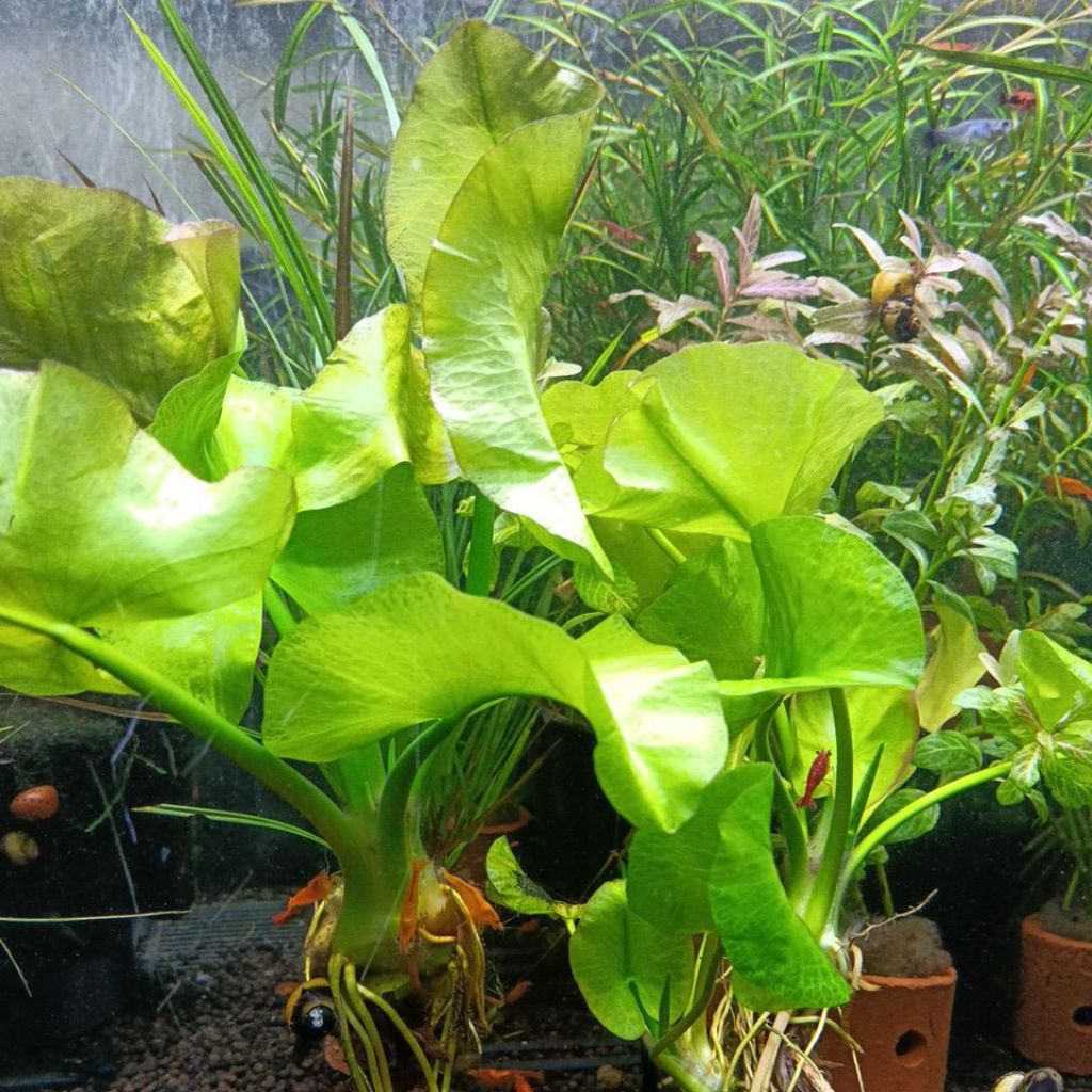 Water Lily tanamn aquascape