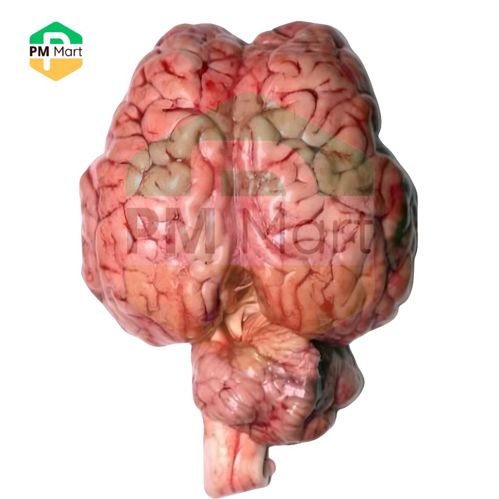 

Otak Sapi Utuh Otak Sapi Segar 1 Pcs