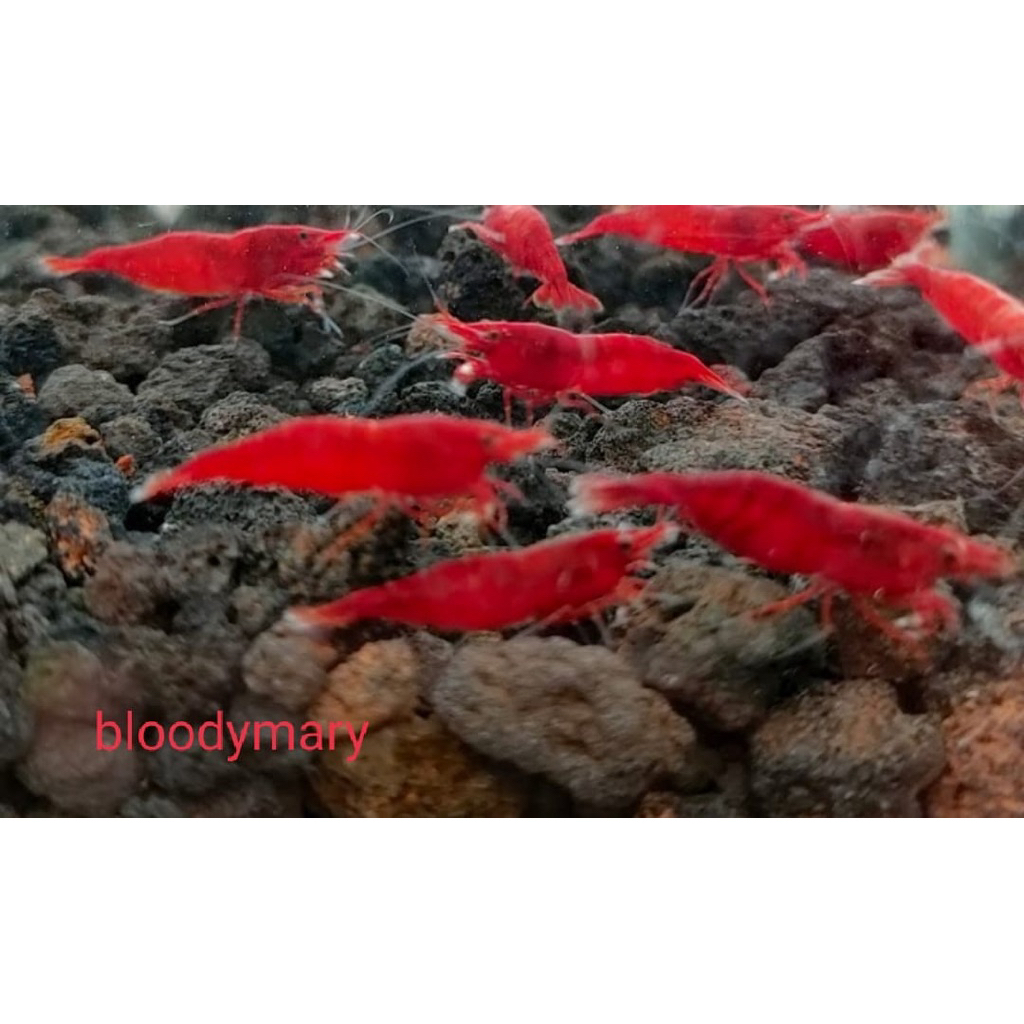 

blody mary udang hias