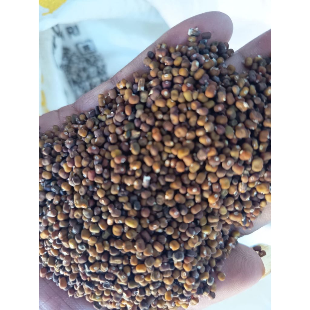 PUERARIA JAVANICA LCC PJ 250 gr BENIH KACANG PJ BIBIT KACANG PJ KACANG KACANGAN BIJI BIJIAN LEGUME C