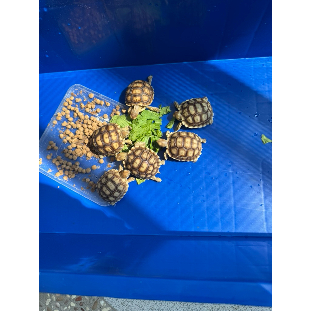 baby sulcata / bayi sulcata cb indo 5,5-6cm murah sehat perekor