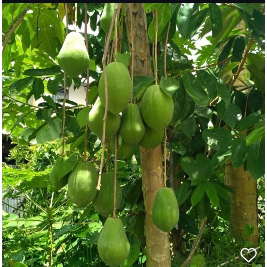 

Buah pepaya gantung 500 gr ( pepaya gantung asli )