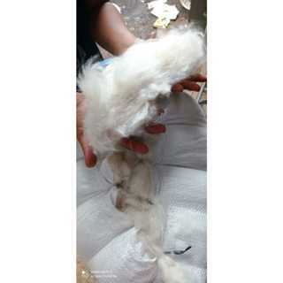 Kapuk Randu Asli 100% Murni Tanpa Campuran Biji Kapuk Dan Ati Kapuk Isian Bantal