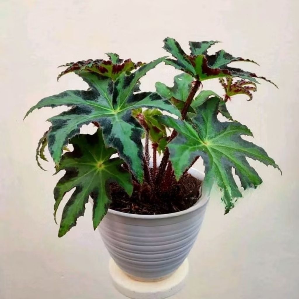 PROMO  TANAMAN HIAS BEGONIA BINTANG - BEGONIA BENTUK BINTANG