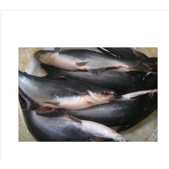 

ikan patin segar 1kg