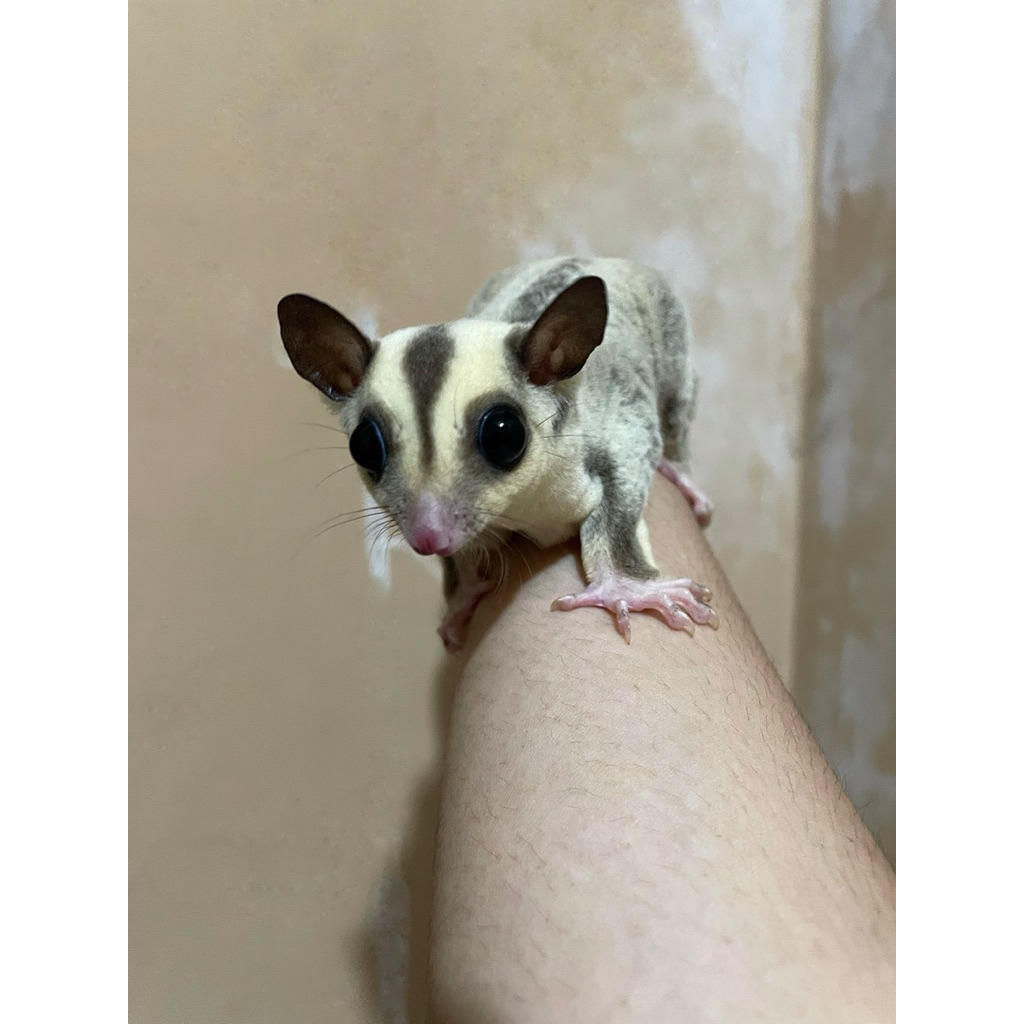 Open Adopt Sugar Glider Platinum Mozaik Betina