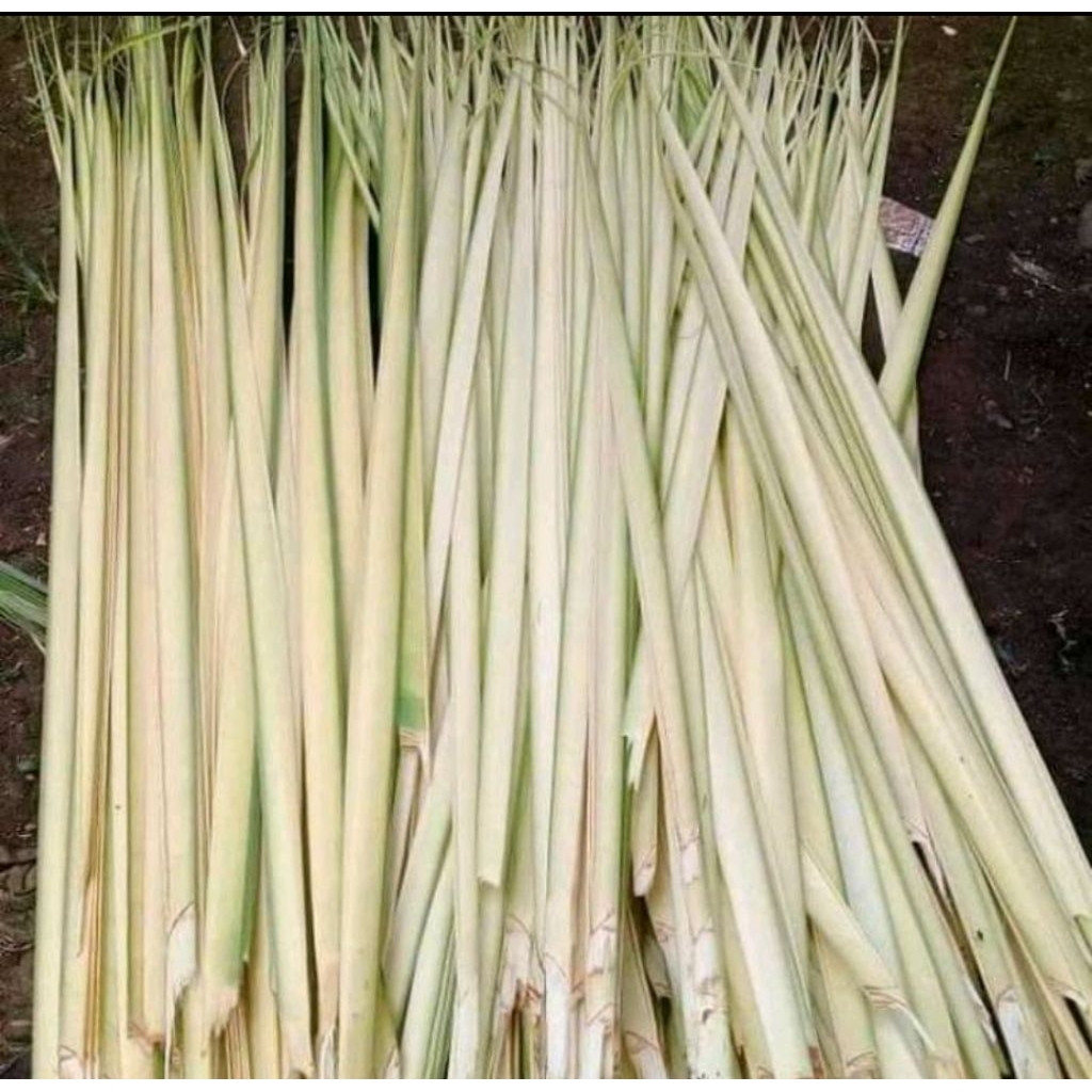 

Daun Kelapa Muda Janur Kuning 25 Lidi Fresh