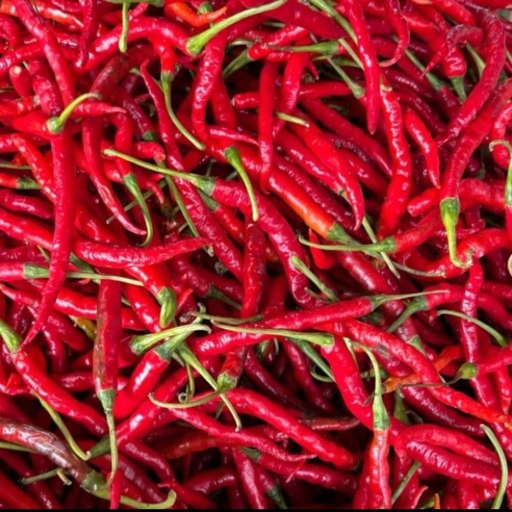 cabe merah 1 kg berkualitas