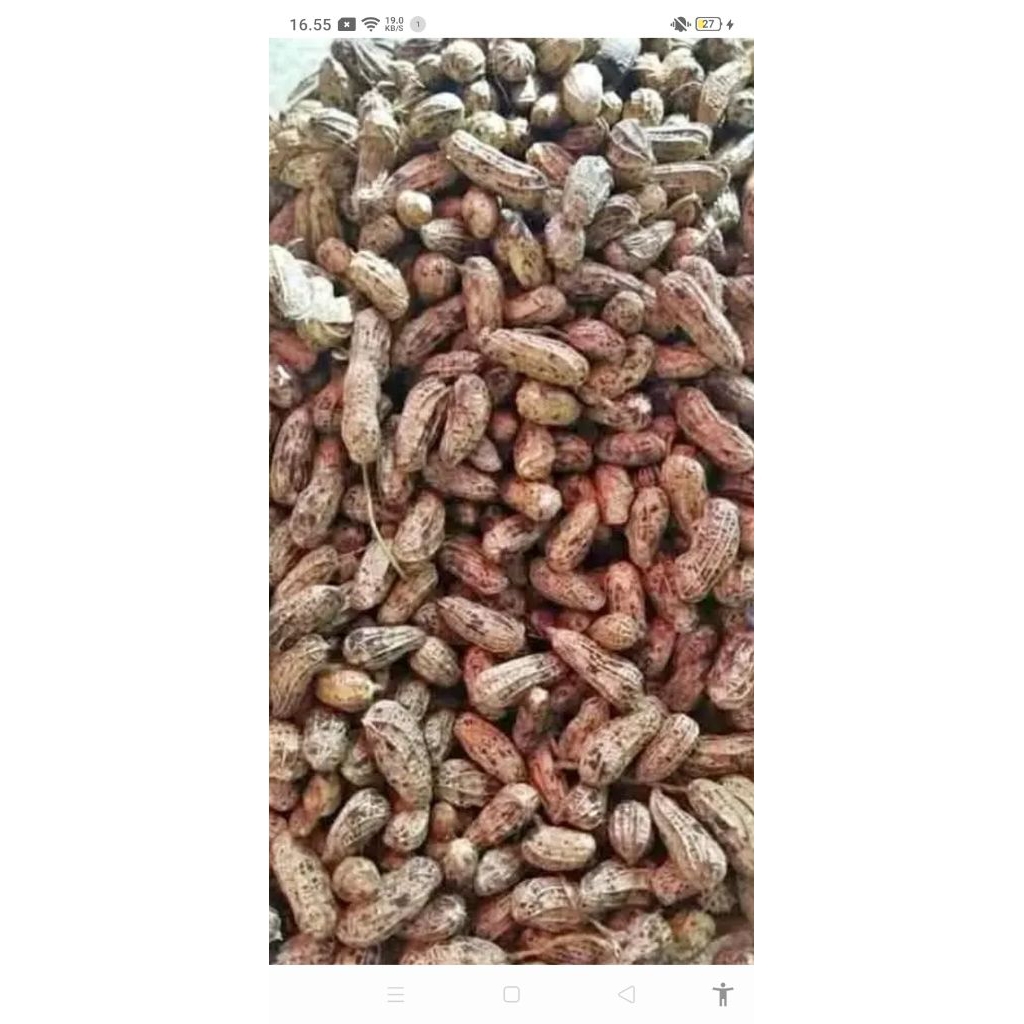 

kacang tanah mentah kering,,kacang,bisa direbus,di goreng,bisa dijadikan aneka camilan