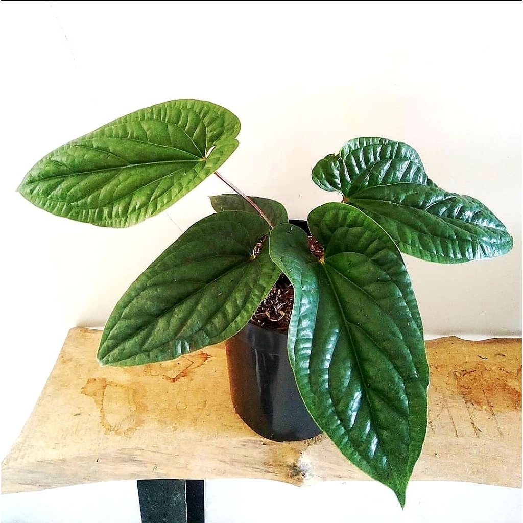 Tanaman Hias Anthurium Sirih/Badak / Kuping Gajah / Ramla Pink / Red Jaguar / Bunga Hidup