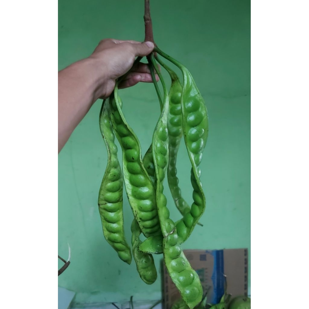 

cod pete tua super masih ada tangkainya harga per 20,30,40,50 papan lebih murah