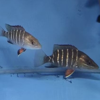 Mangrove Jack (MJ) / Kakap Merah 7,5cm / Brackish Air Tawar