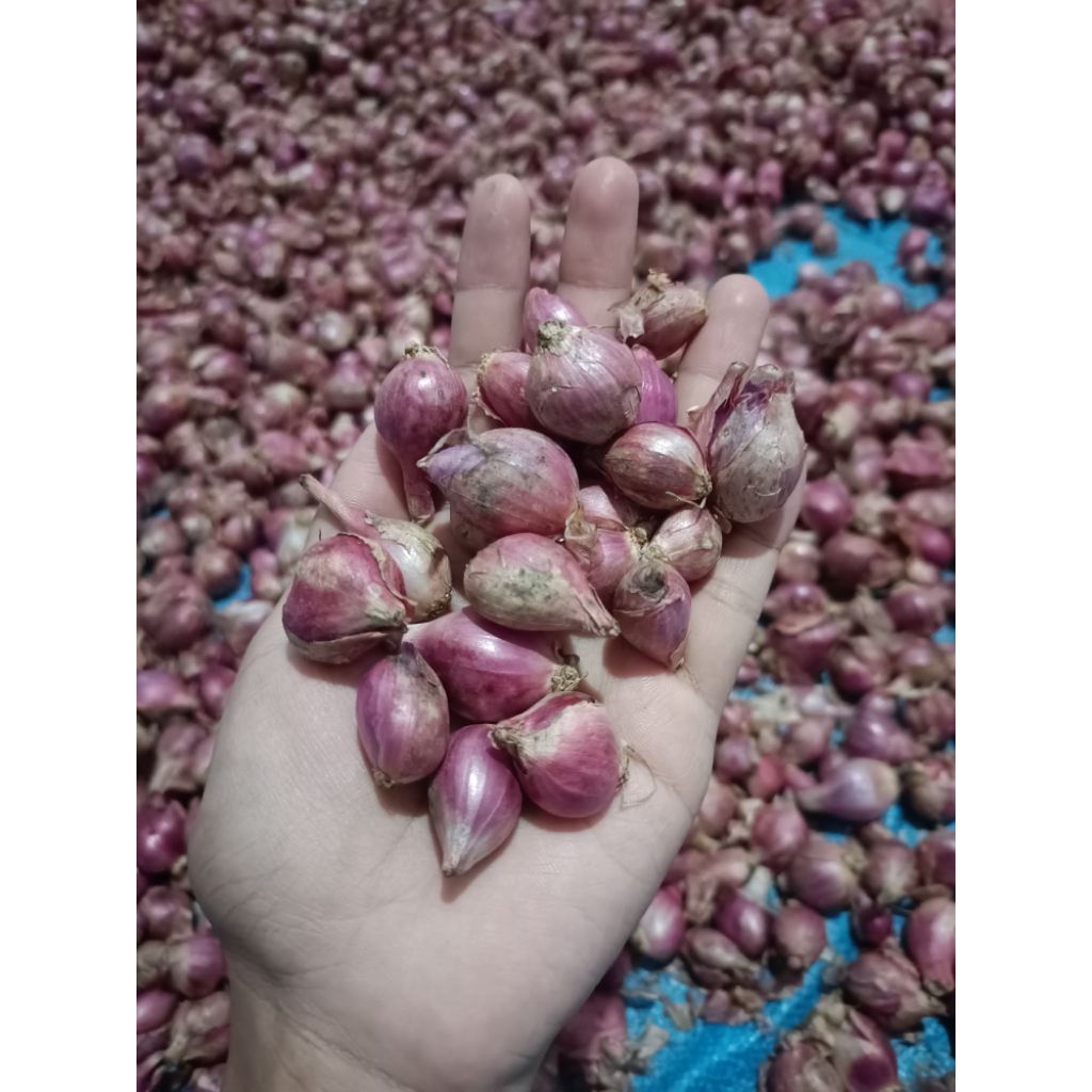 

BAWANG MERAH KECIL 1 KG GARING SRING