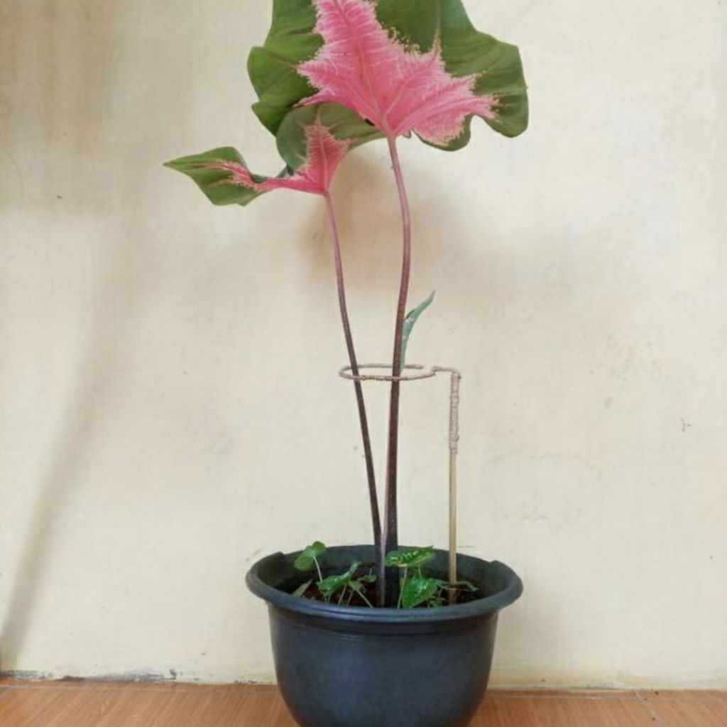 turus keladi penyangga tanaman hias