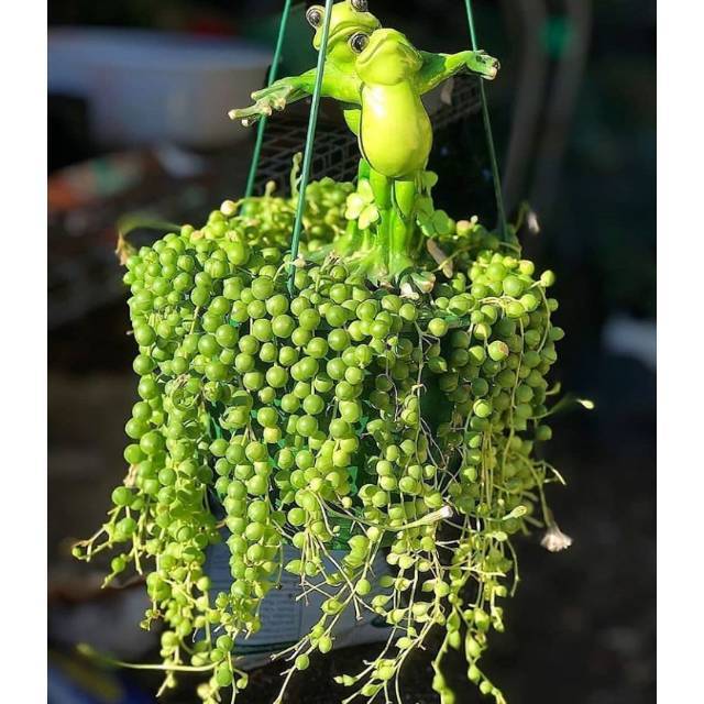 Tanaman Hias Gantung Sukulen Tasbih