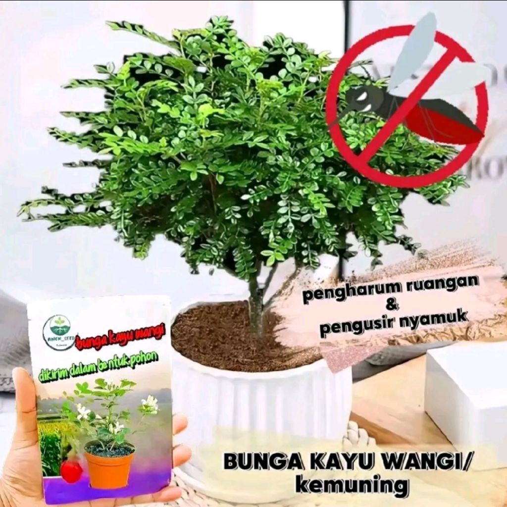 tanaman kayu wangi bunga keberuntungan