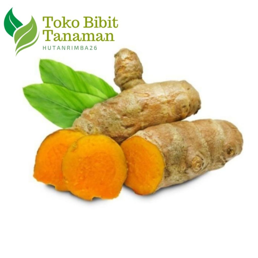 

PROMO TEMULAWAK SEGAR 1Kg