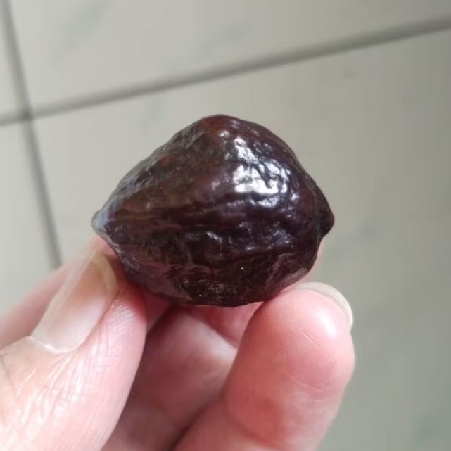 Kemiri Adu Muncang Adu Jalim Misteri Junior Pasangan Mewah Matang