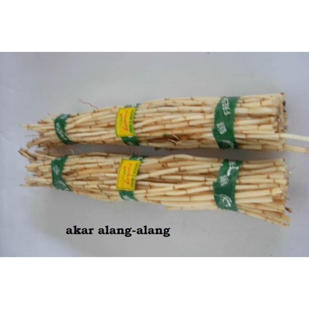 

akar alang alang segar 500g herbal alami untuk kesehatan