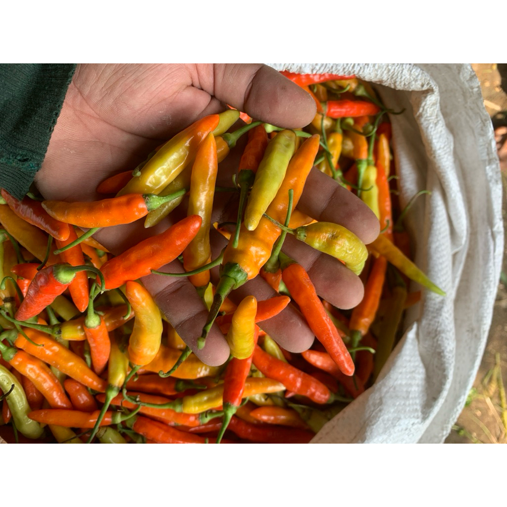 

Cabai Segar Langsung Petik dan Kirim 1kg Merk Ori 212 dan Absolute