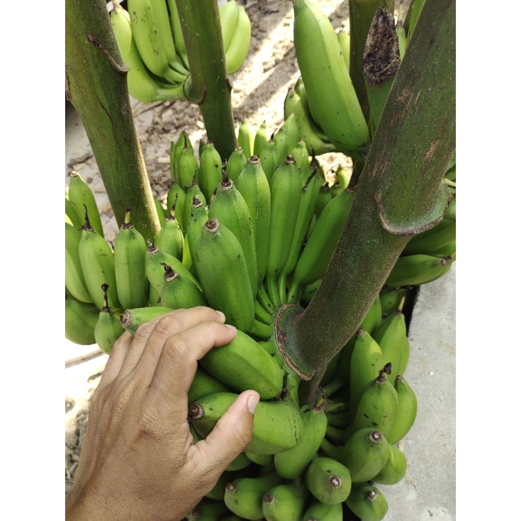 

Pisang janten 1 sisir berat 1,5 kg.