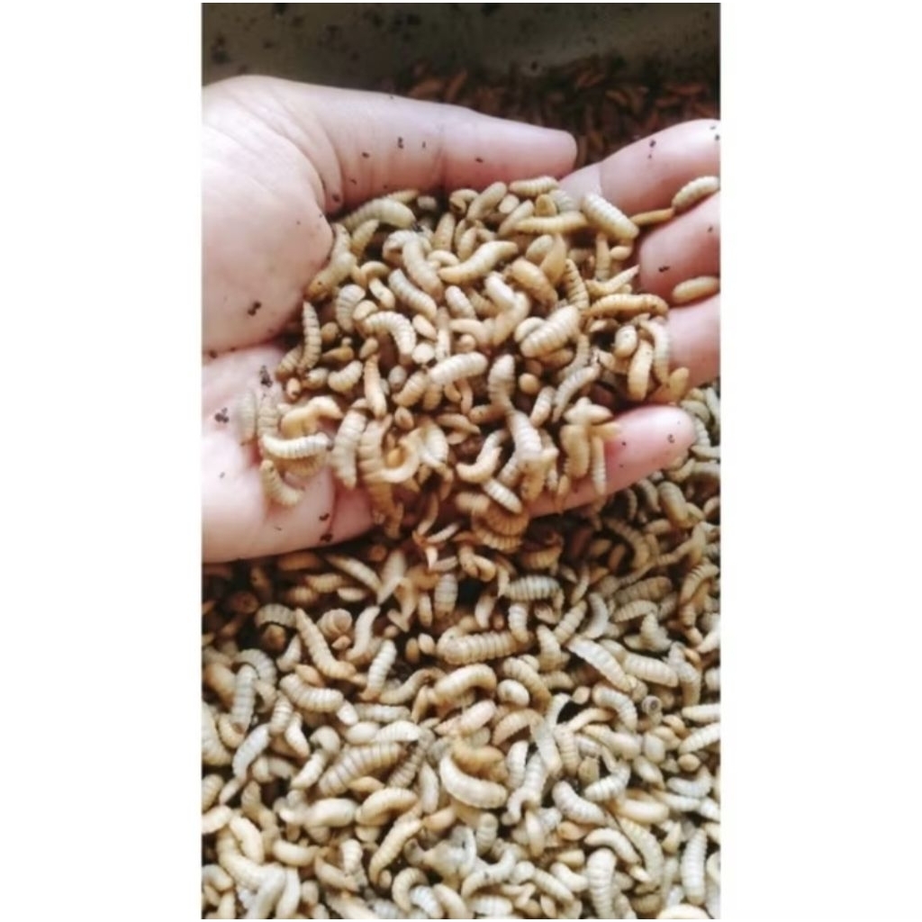 Maggot Fresh / Maggot Hidup Pakan alternatif 1Kg