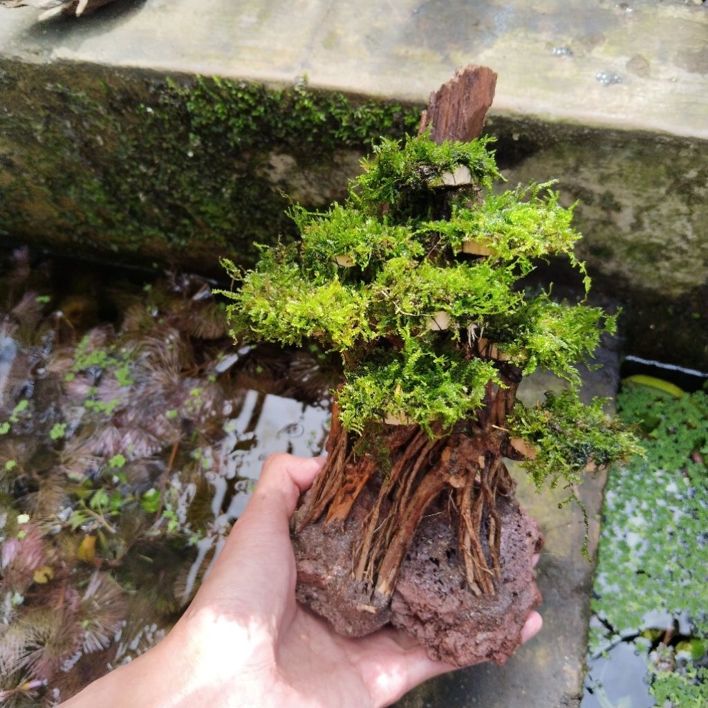 bonsai tebing aquascape