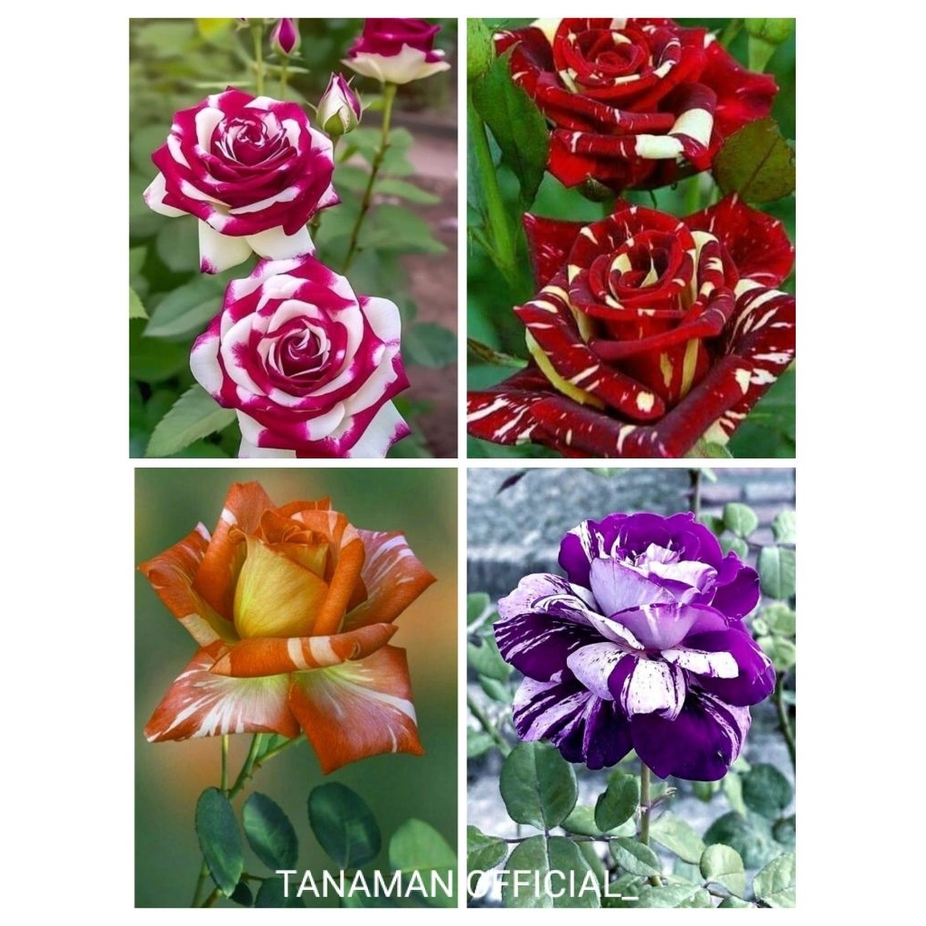 Paket 4 jenis bunga mawar batik / Tanaman hias bunga mawar