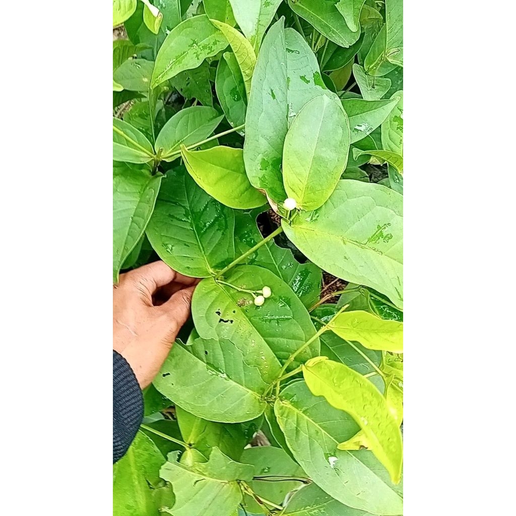 bibit jambu air kiojok berbunga cangkok