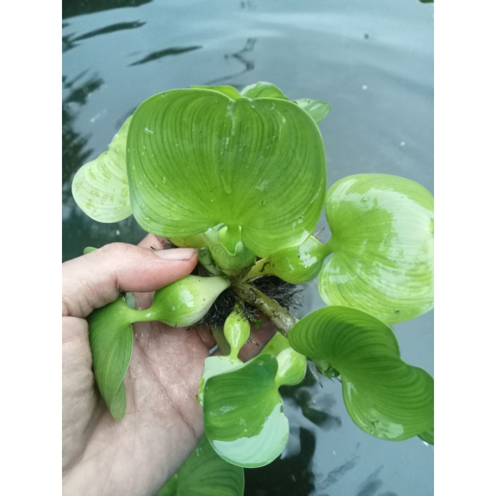 

Eceng Gondok Hiasan Aquarium Kualitas Segar