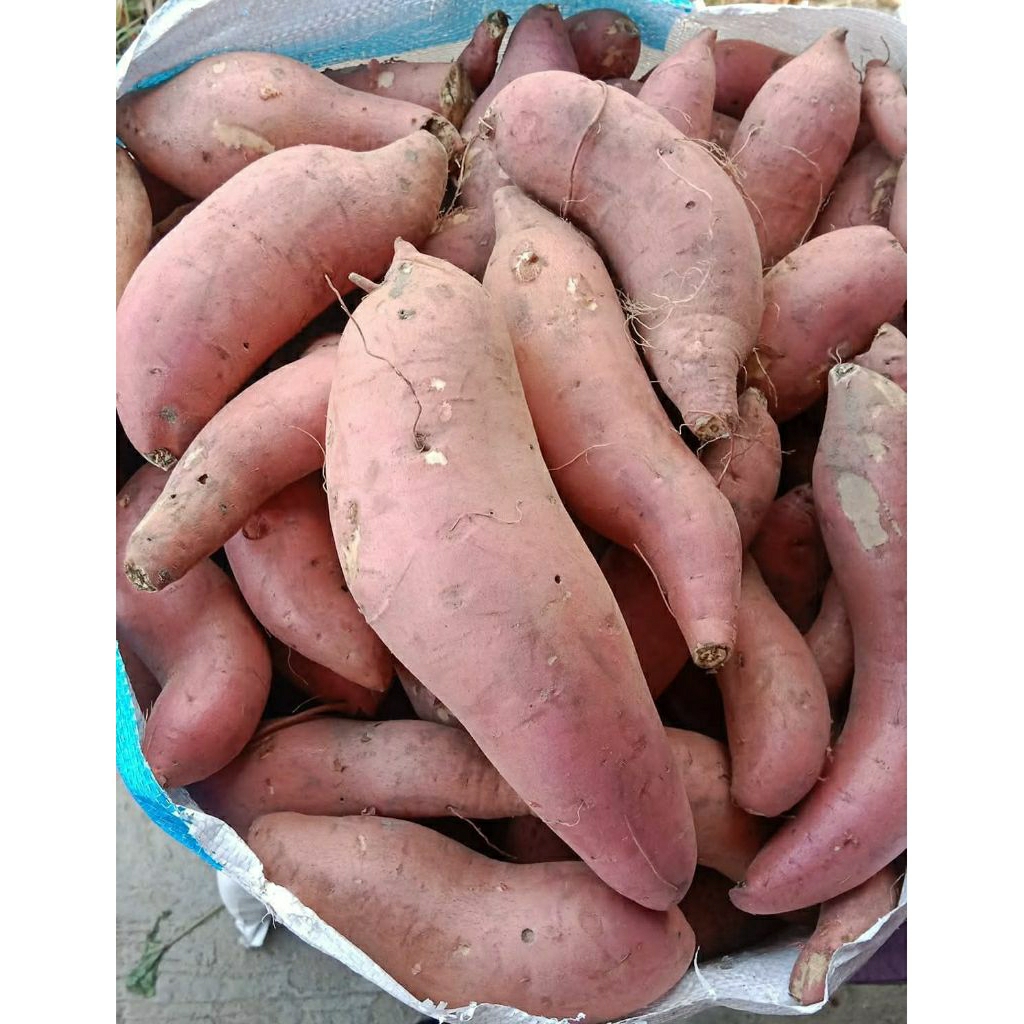 

Ubi Madu Manis 1Kg Fresh