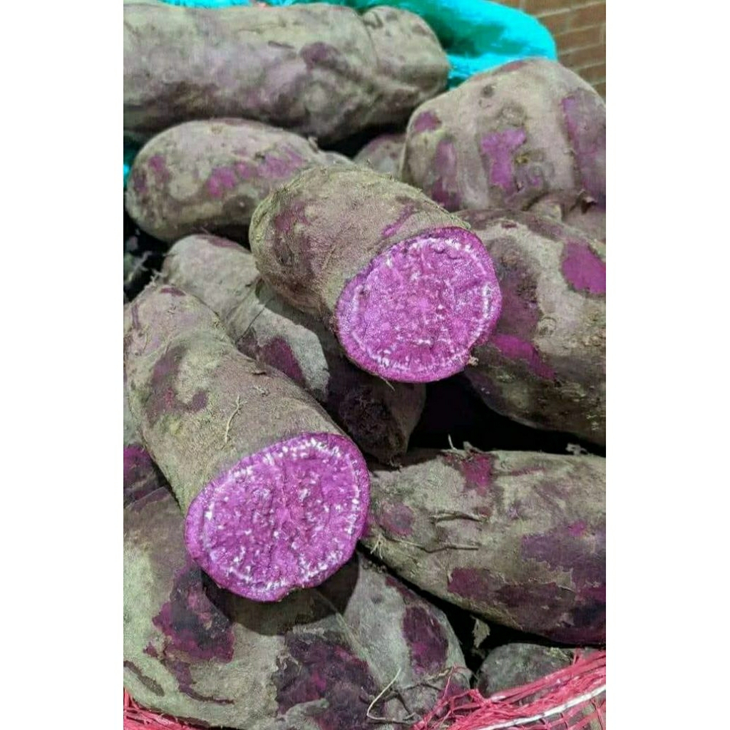 

Ubi Ungu manis 1kg