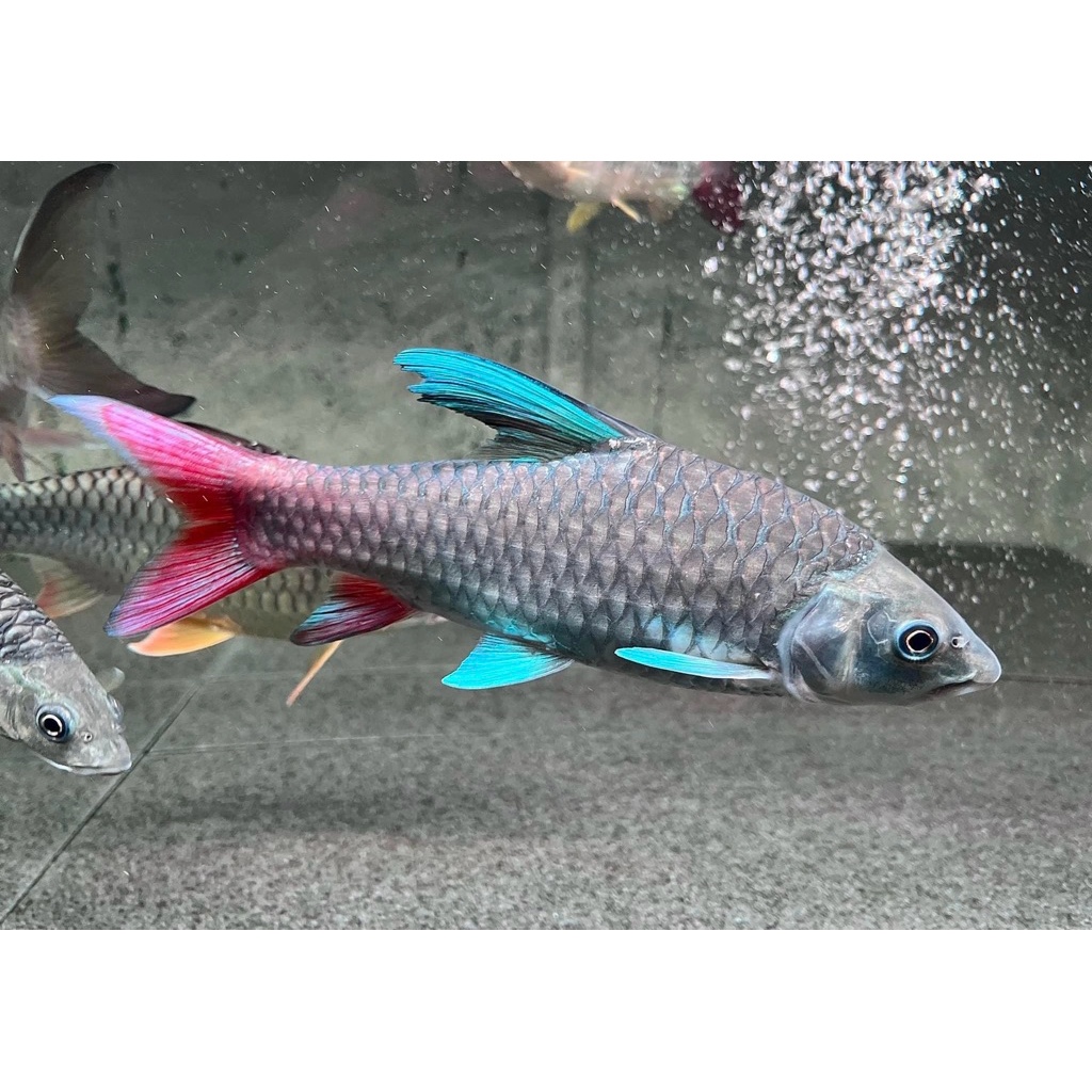 Labeobrabus Malagarisi/Masheer Rainbow Afrika