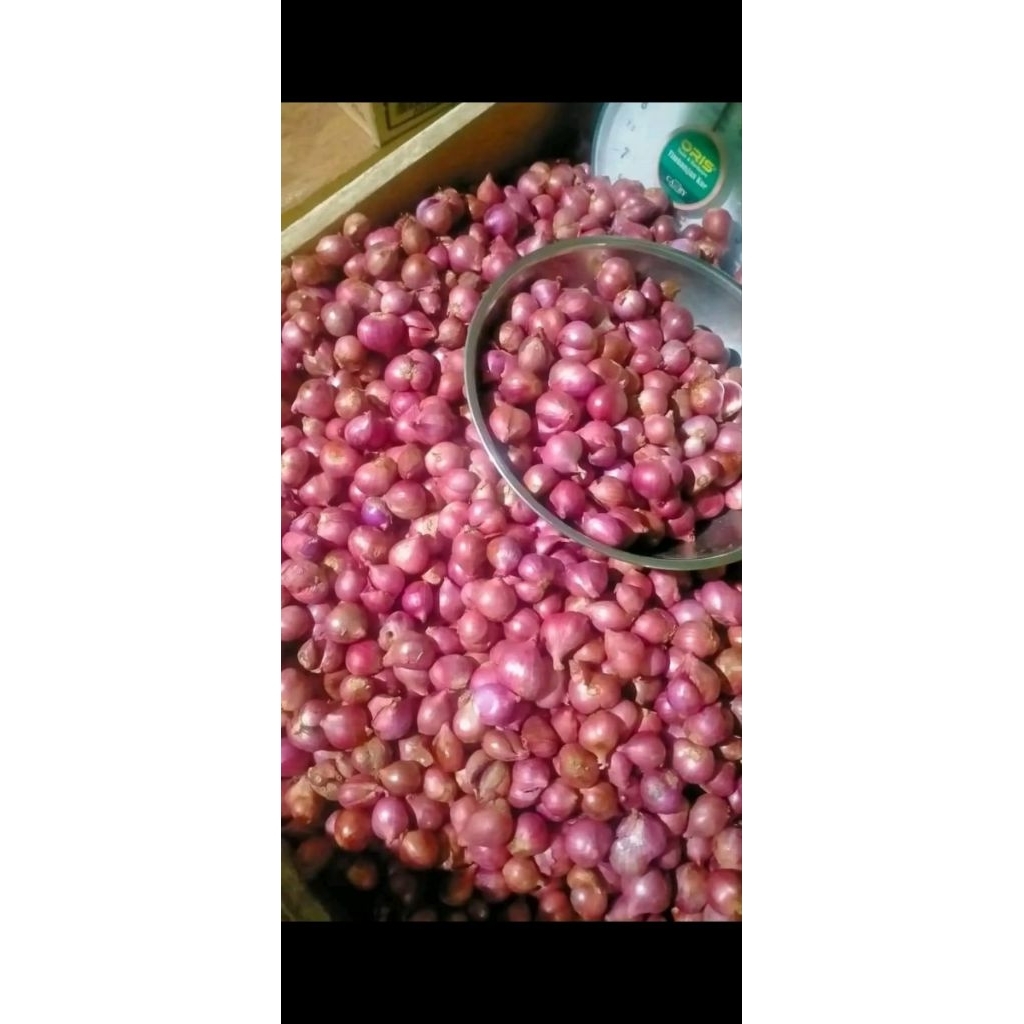 

Bawang merah probolinggo