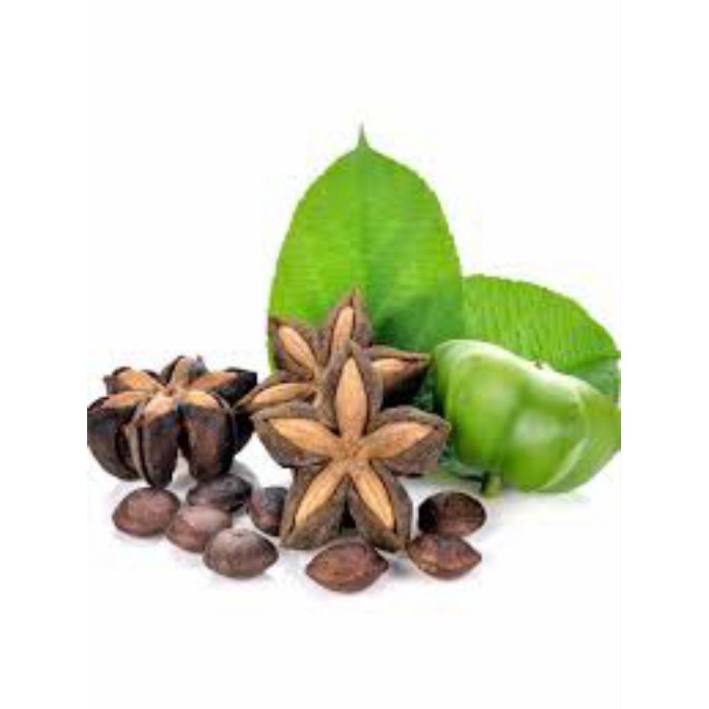 BENIH/BIJI KACANG SACHA INCHI (10 BUTIR)