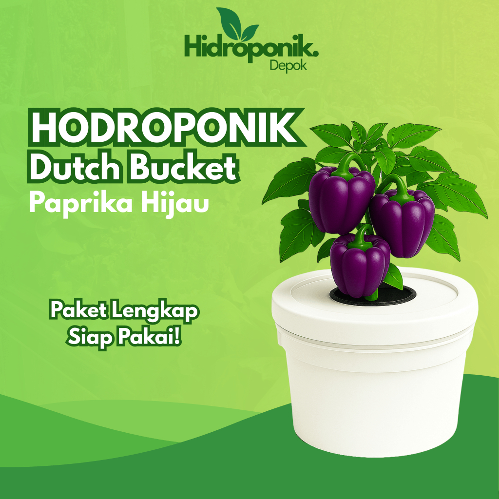 Paket Lengkap Hidroponik System Dutch Bucket Tanaman Buah Paprika Ungu