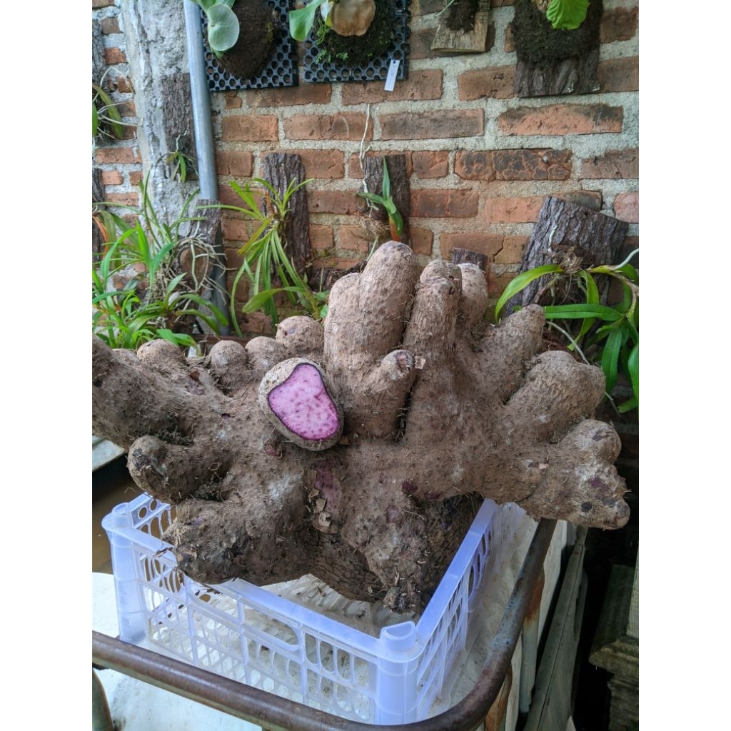 

Ubi uwi ungu atau uwi wulung 1kg