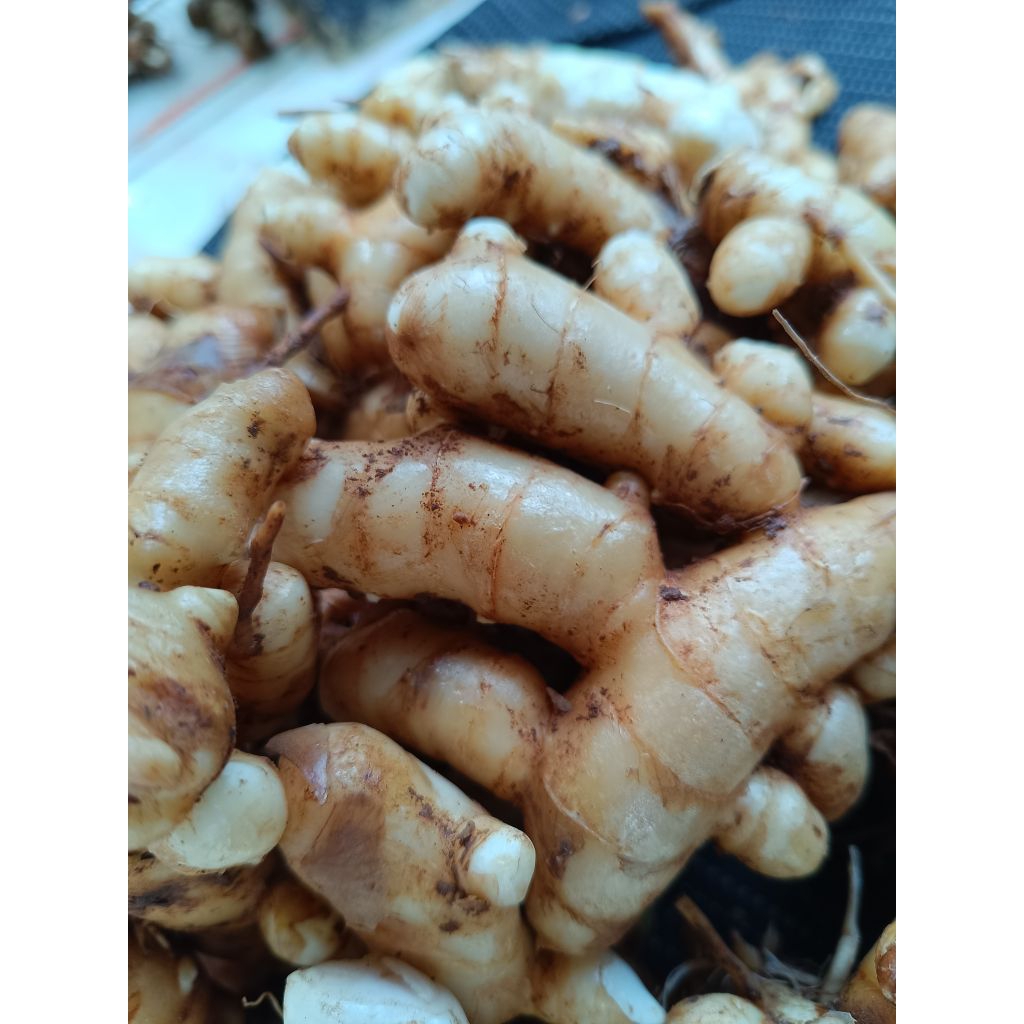 

kunyit putih segar/temu putih fresh herbal 500 gram