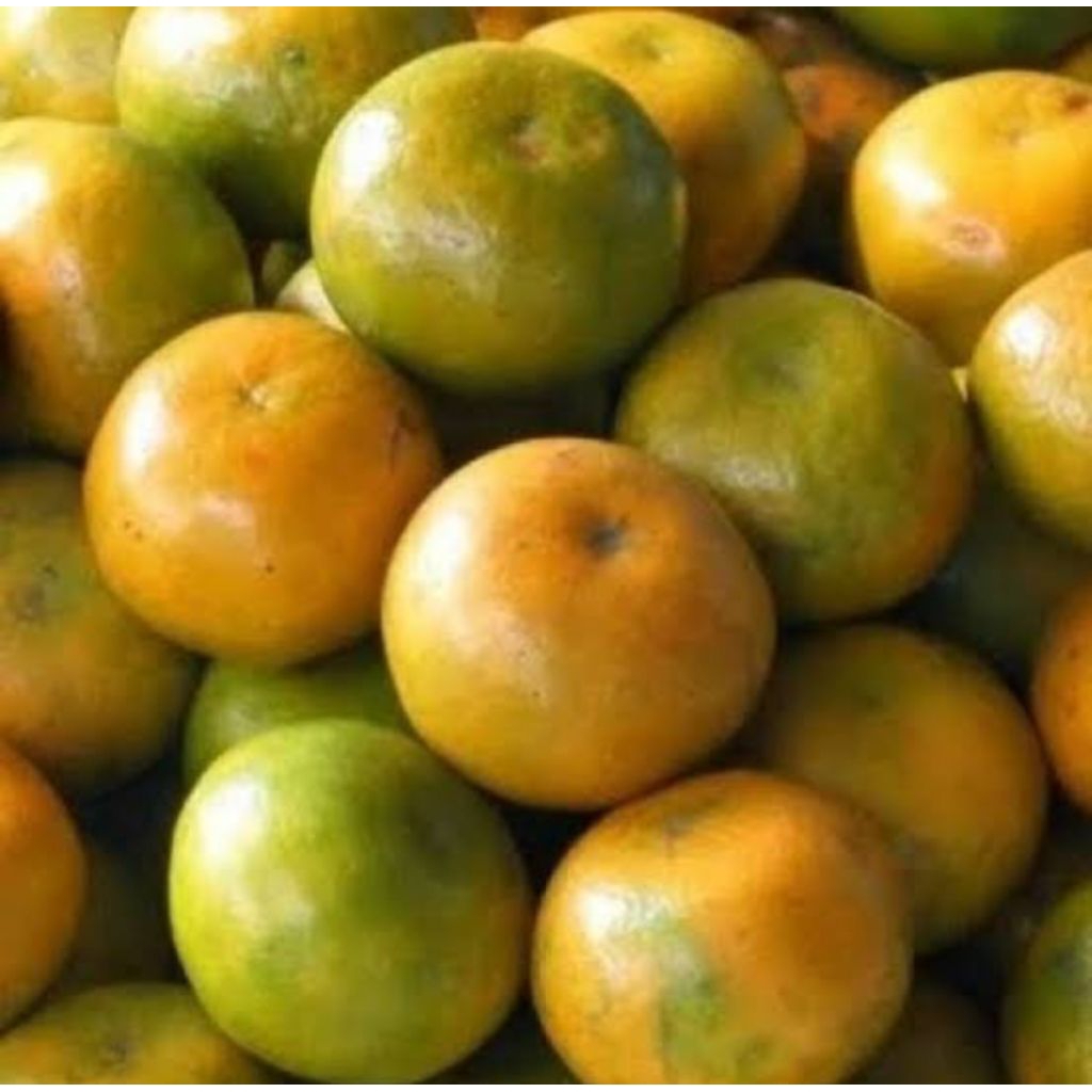 

JERUK SIEM MADU ASLI DAU MALANG PER KG 10K SAJA