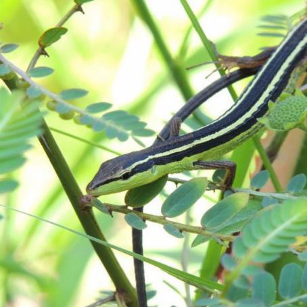 Mainan kadal rumput ekor panjang / kadal orong orong/ grazz lizared rp 15000