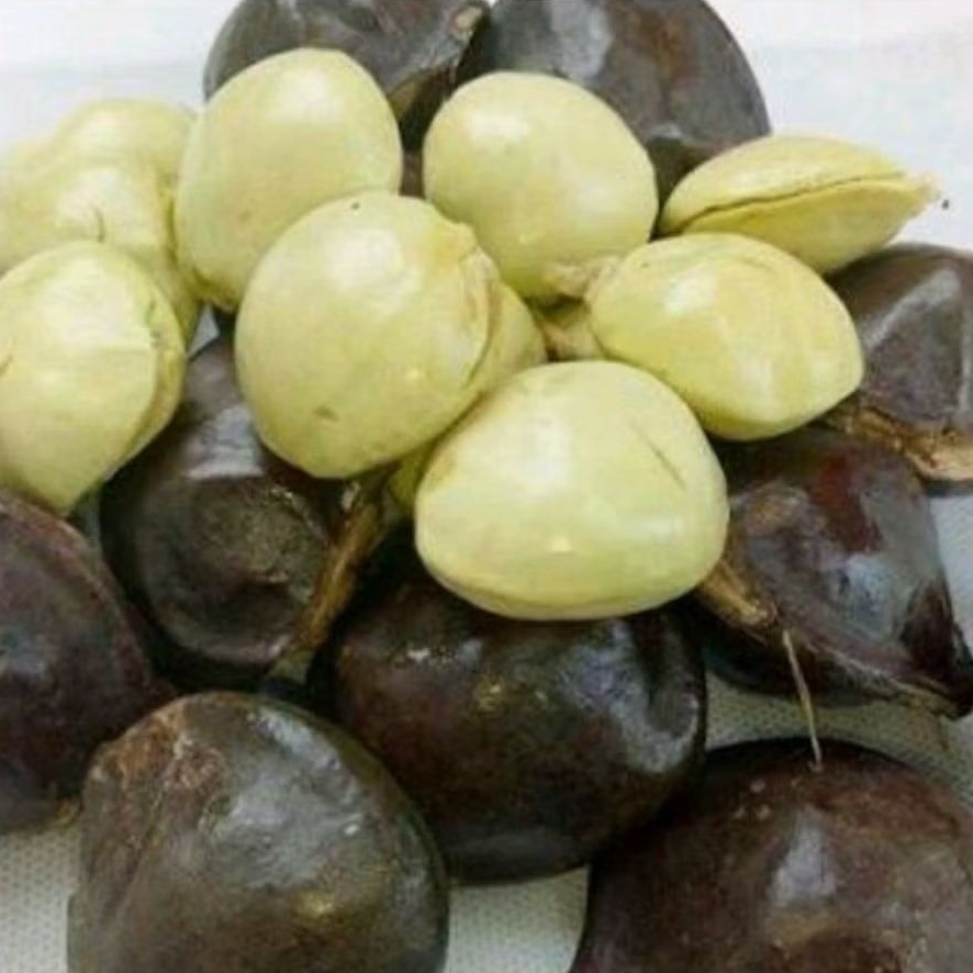 

buah jengkol muda segar(belum kupas) kawalitas trbaik berat 5 kg