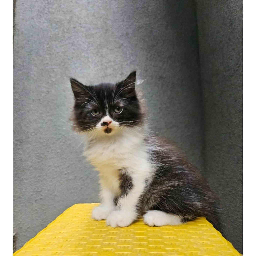 kitten kucing anakkucing persia jantan