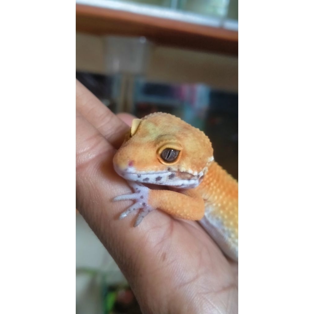 Replika leopard gecko male(SHTCTB) real pict.