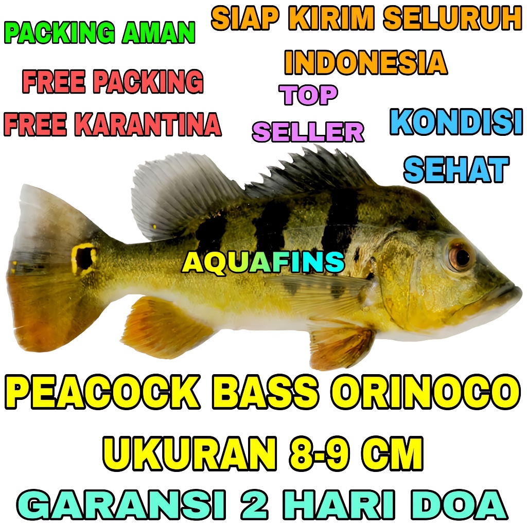 HIASAN CICHLID GOLDEN PEACOCK BASS CICHLA ORINOCO UKURAN 8-9 CM