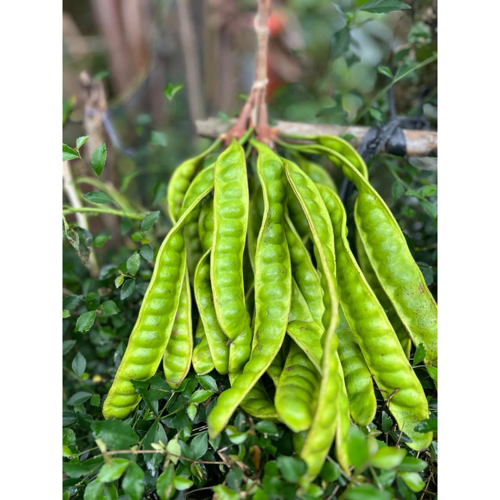 

Pete Petai 1 Lonjor Pete 1 Papan Tua & Fresh Asli Banjarnegara