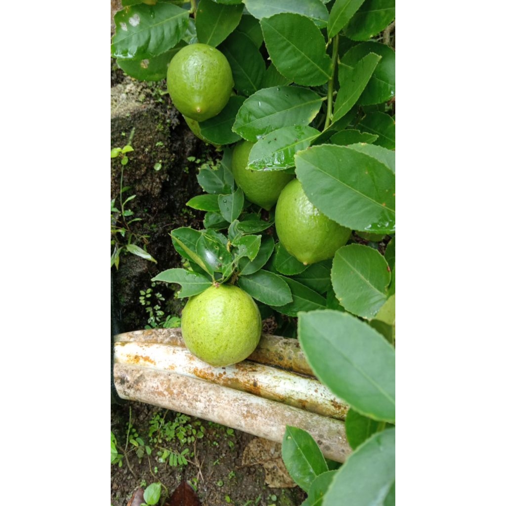 

jeruk lemon fresh/jeruk lemon lokal