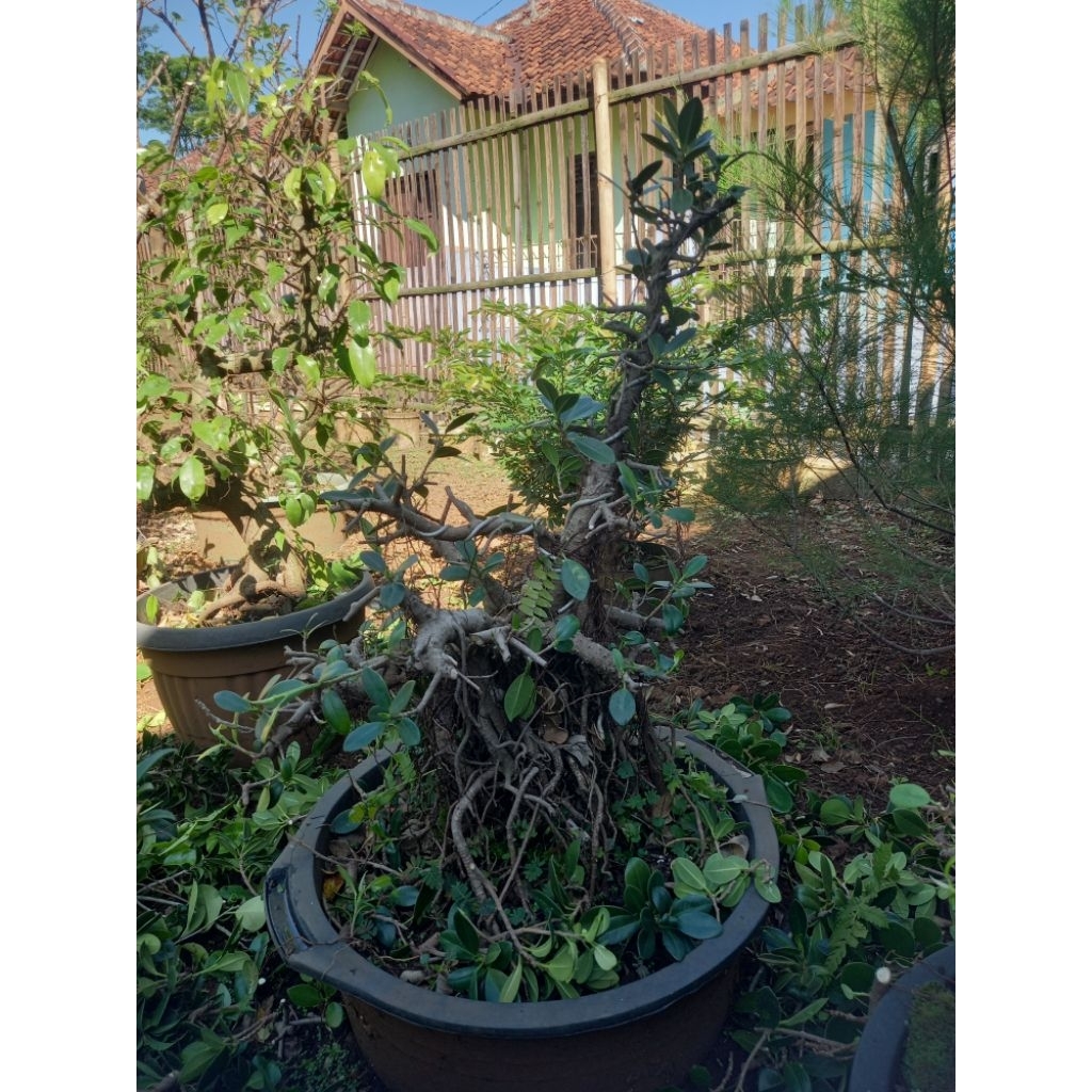 Bonsai beringin dolar