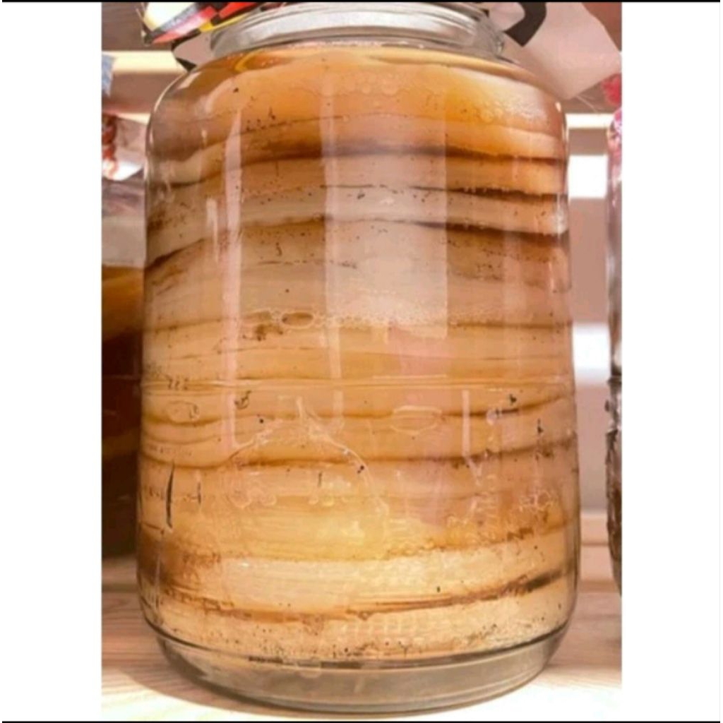 

( Stok terbatas ) Scoby Bibit Kombucha diameter 10 cm plus starter