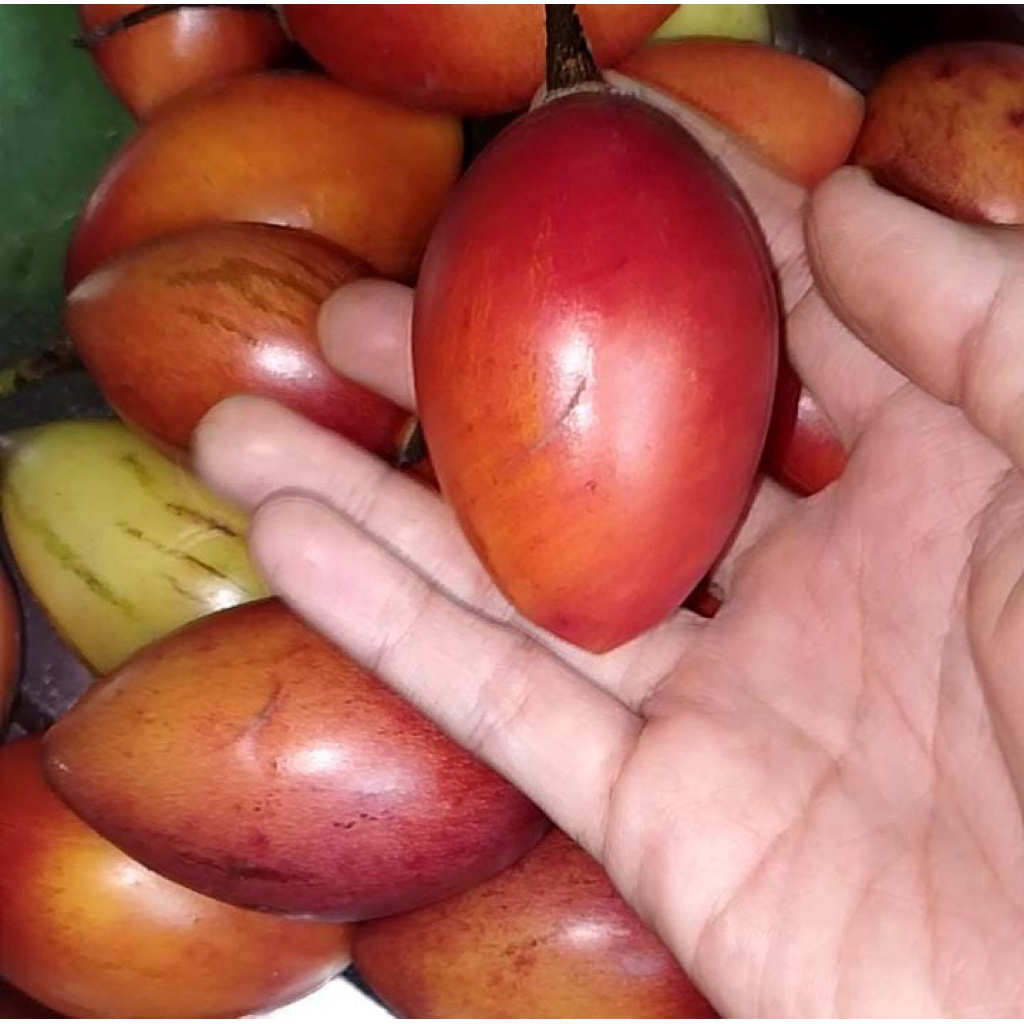 

Buah Kori Terong Belanda Asli Amerika 250 gram.